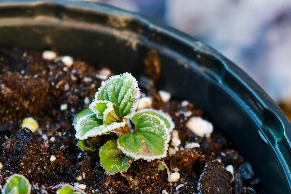 Close Small Mint Plant Pot Vegetable Garden Garden Nature Gardening — стоковое фото