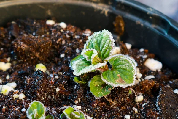 Close Small Mint Plant Pot Vegetable Garden Garden Nature Gardening — стоковое фото