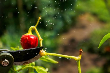 Close-up of a man's hand cutting a chilli plant with gardening shears, gardening and nature