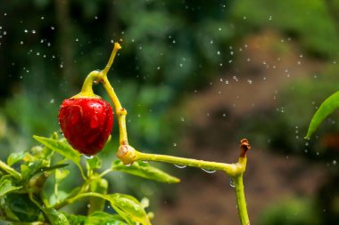 Close-up of a red pepper plant in the vegetable garden in the garden, gardening and nature