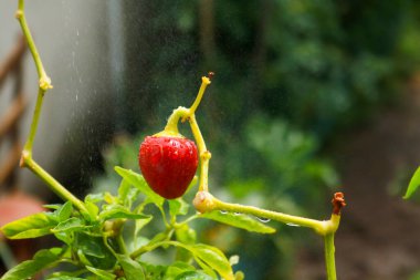Close-up of a red pepper plant in the vegetable garden in the garden, gardening and nature