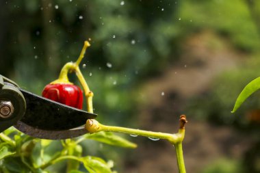 Close-up of a man's hand cutting a chilli plant with gardening shears, gardening and nature