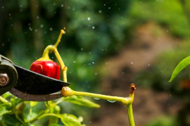 Close-up of a man's hand cutting a chilli plant with gardening shears, gardening and nature