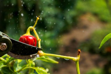 Close-up of a man's hand cutting a chilli plant with gardening shears, gardening and nature