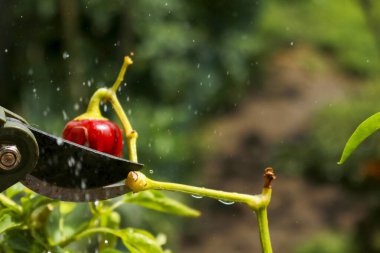 Close-up of a man's hand cutting a chilli plant with gardening shears, gardening and nature