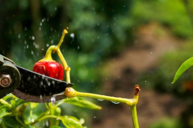 Close-up of a man's hand cutting a chilli plant with gardening shears, gardening and nature