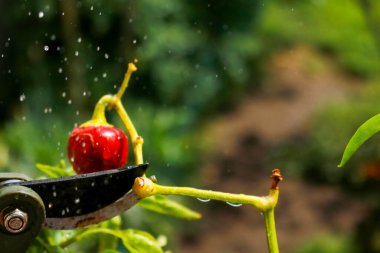 Close-up of a man's hand cutting a chilli plant with gardening shears, gardening and nature