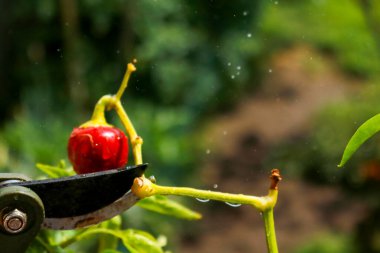 Close-up of a man's hand cutting a chilli plant with gardening shears, gardening and nature