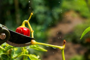 Close-up of a man's hand cutting a chilli plant with gardening shears, gardening and nature