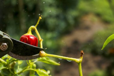 Close-up of a man's hand cutting a chilli plant with gardening shears, gardening and nature