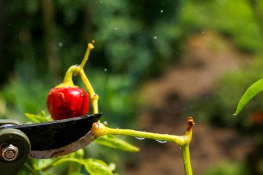 Close-up of a man's hand cutting a chilli plant with gardening shears, gardening and nature