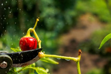 Close-up of a man's hand cutting a chilli plant with gardening shears, gardening and nature