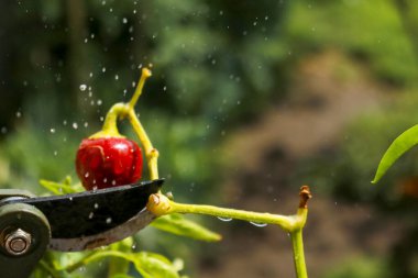 Close-up of a man's hand cutting a chilli plant with gardening shears, gardening and nature