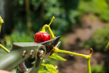 Close-up of a man's hand cutting a chilli plant with gardening shears, gardening and nature