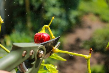 Close-up of a man's hand cutting a chilli plant with gardening shears, gardening and nature