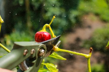 Close-up of a man's hand cutting a chilli plant with gardening shears, gardening and nature