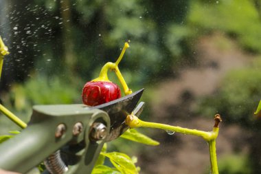 Close-up of a man's hand cutting a chilli plant with gardening shears, gardening and nature