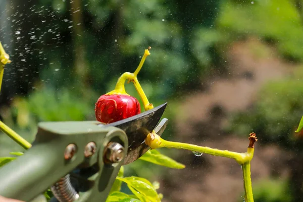 Close-up of a man's hand cutting a chilli plant with gardening shears, gardening and nature