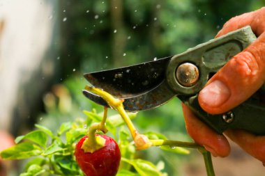 Close-up of a man's hand cutting a chilli plant with gardening shears, gardening and nature
