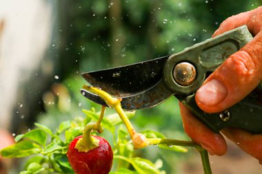 Close-up of a man's hand cutting a chilli plant with gardening shears, gardening and nature