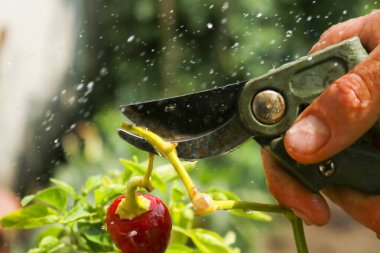 Close-up of a man's hand cutting a chilli plant with gardening shears, gardening and nature