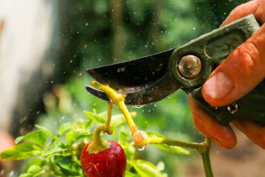 Close-up of a man's hand cutting a chilli plant with gardening shears, gardening and nature