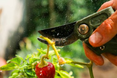 Close-up of a man's hand cutting a chilli plant with gardening shears, gardening and nature