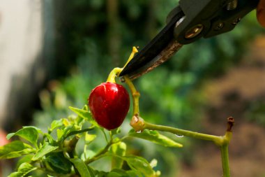 Close-up of a man's hand cutting a chilli plant with gardening shears, gardening and nature