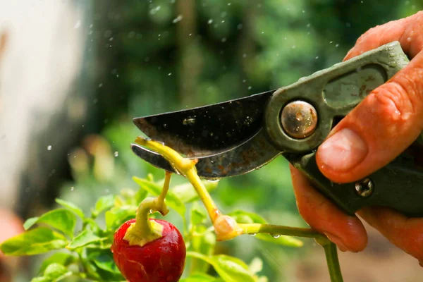 Close-up of a man's hand cutting a chilli plant with gardening shears, gardening and nature
