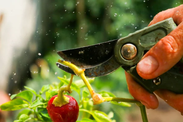 Close-up of a man's hand cutting a chilli plant with gardening shears, gardening and nature