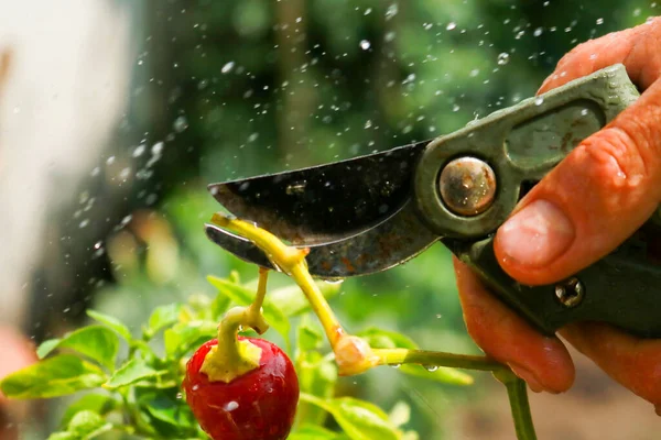 Close-up of a man's hand cutting a chilli plant with gardening shears, gardening and nature