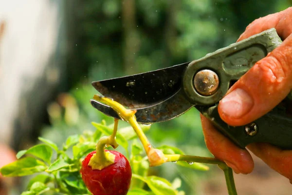 Close-up of a man's hand cutting a chilli plant with gardening shears, gardening and nature