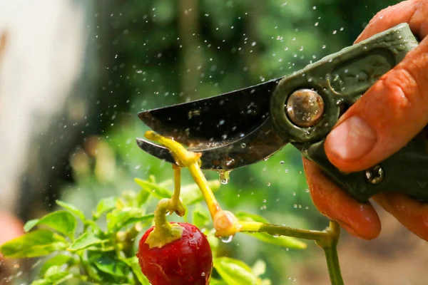 Close-up of a man's hand cutting a chilli plant with gardening shears, gardening and nature