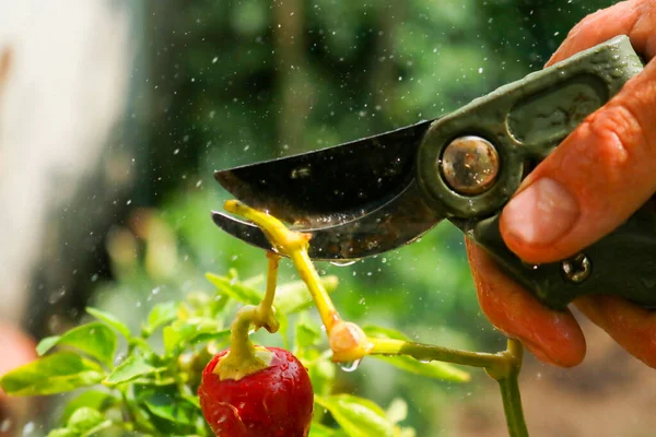 Close-up of a man's hand cutting a chilli plant with gardening shears, gardening and nature
