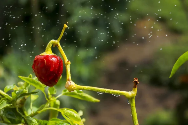 Close-up of a red pepper plant in the vegetable garden in the garden, gardening and nature