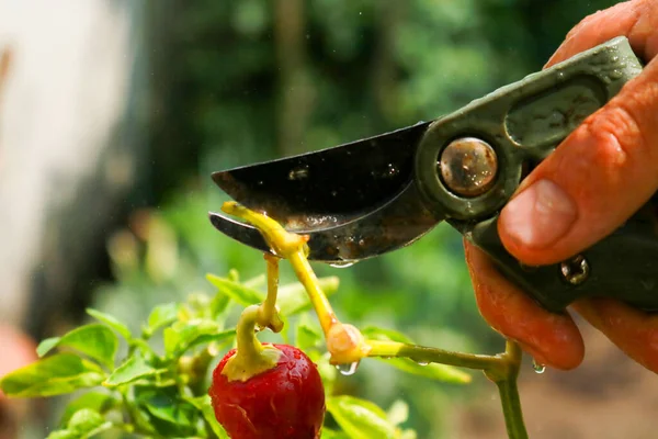 Close-up of a man's hand cutting a chilli plant with gardening shears, gardening and nature