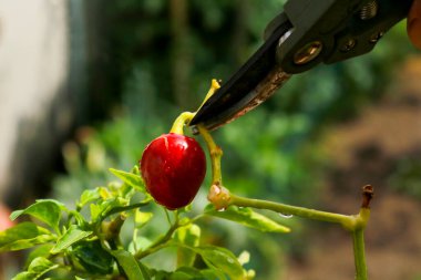 Close-up of a man's hand cutting a chilli plant with gardening shears, gardening and nature