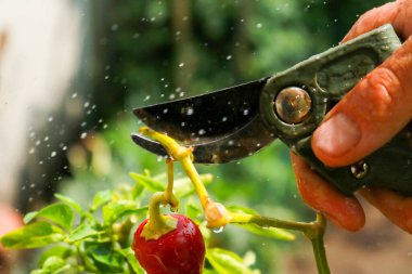 Close-up of a man's hand cutting a chilli plant with gardening shears, gardening and nature