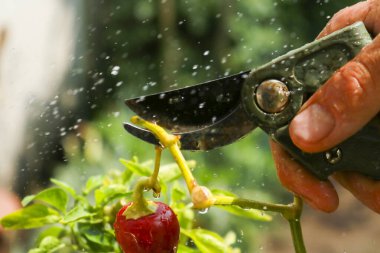 Close-up of a man's hand cutting a chilli plant with gardening shears, gardening and nature