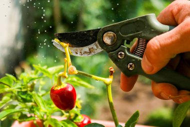 Close-up of a man's hand cutting a chilli plant with gardening shears, gardening and nature