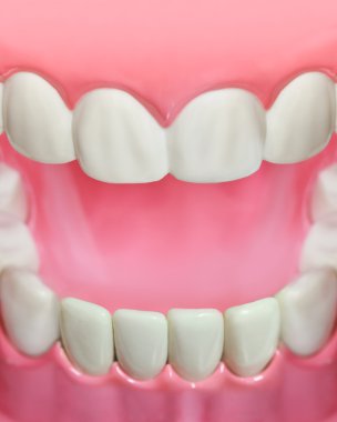closeup plastik diş ve dişeti modeli