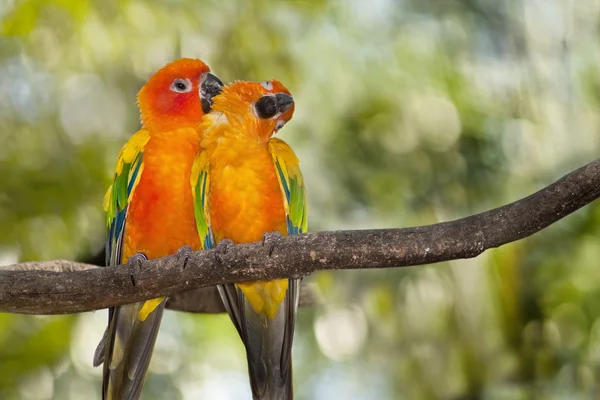 Pássaros amantes — Fotografia de Stock