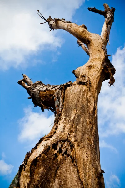 Árbol envejecido —  Fotos de Stock