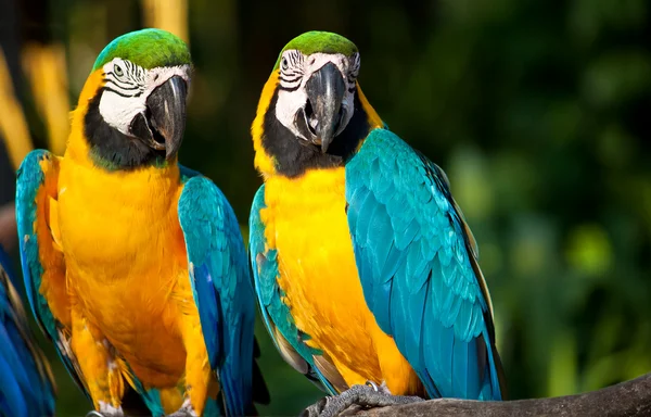 O pereche de macaw — Fotografie, imagine de stoc