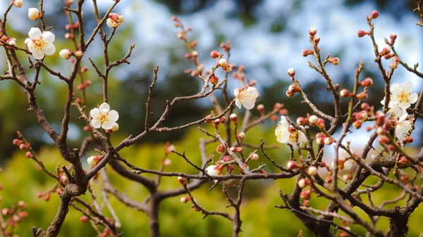 Sakura cherry blossom på kenrokuen garden i kanazawa — Stockfoto