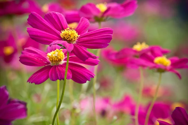 Rosa Gänseblümchen — Stockfoto