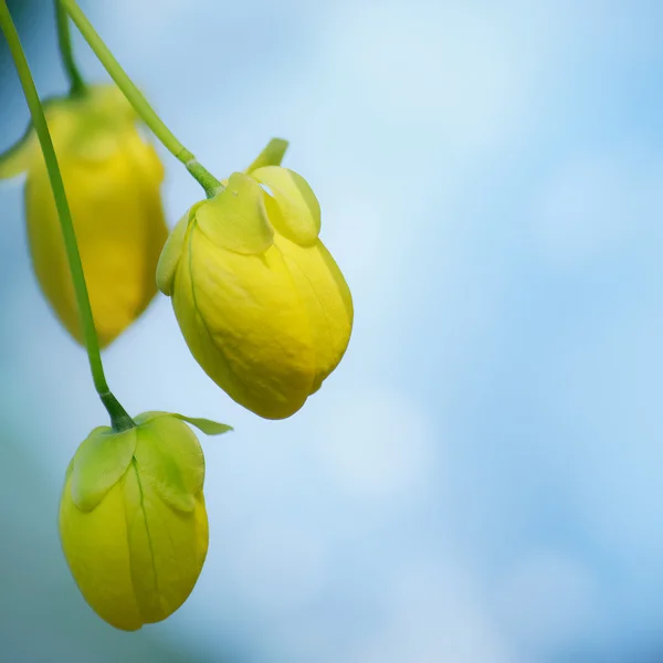 Kassie-Fistel — Stockfoto