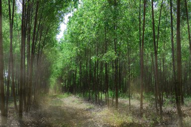 Okaliptüs saç ekimi