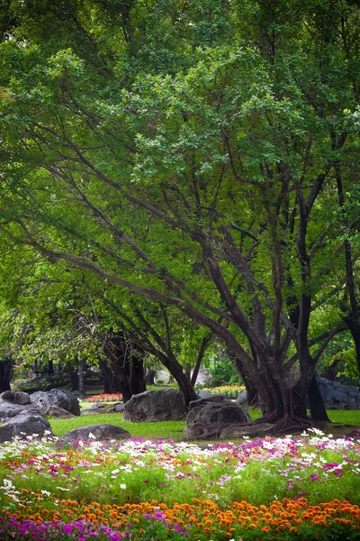 Árvores em um parque — Fotografia de Stock