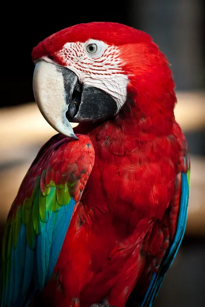 Macaw colorat — Fotografie, imagine de stoc